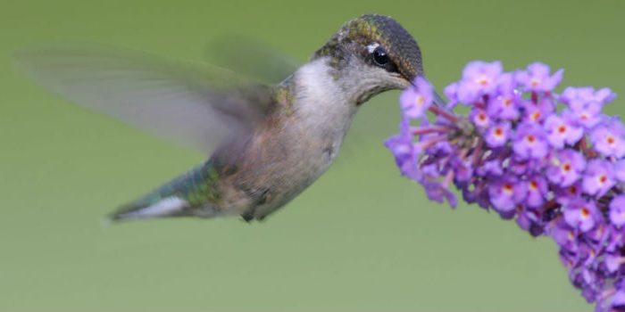colibrí volando